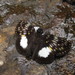 Potamanaxas latrea tusca - Photo (c) Lepidoptera Colombiana 🇨🇴, algunos derechos reservados (CC BY-NC), subido por Lepidoptera Colombiana 🇨🇴