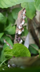 Coccoidea