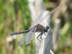 Leucorrhinia rubicunda