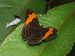 Adelpha saundersii frontina