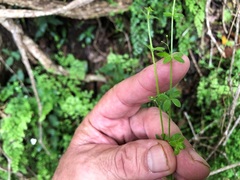 Galium leptogonium
