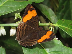 Adelpha saundersii frontina