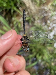 Helocordulia selysii