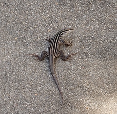 Aspidoscelis exsanguis