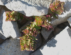 Veronica haastii