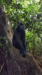 Macaca nigra