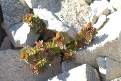 Veronica haastii