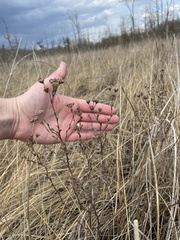 Dasiphora fruticosa