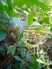Solanum bonariense