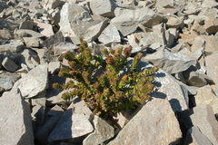 Veronica haastii
