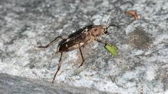 Xylotrechus stebbingi