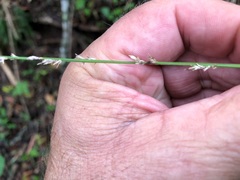 Carex declinata