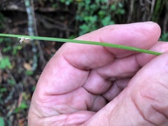 Carex declinata