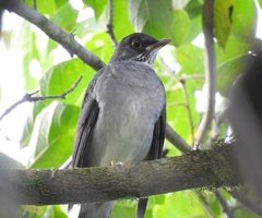 Turdus subalaris
