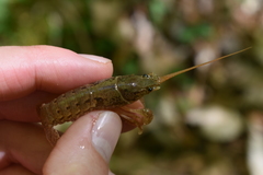 Cambarus latimanus