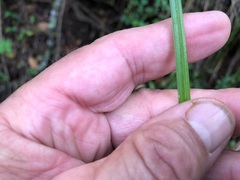 Carex declinata