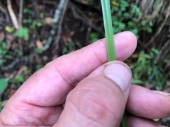 Carex declinata