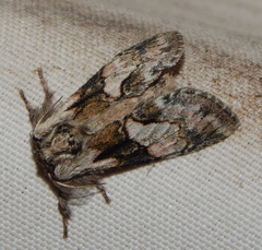 Rhenea kruegeri