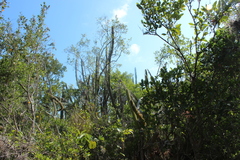 Pilosocereus robinii