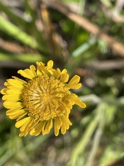 Helenium pinnatifidum