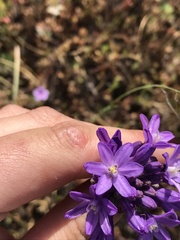 Dichelostemma multiflorum
