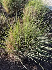 Poaceae