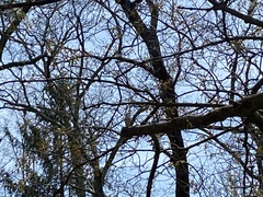 Spizelloides arborea