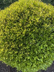Buxus