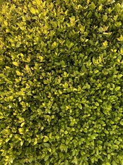 Buxus
