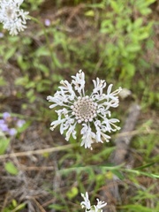 Marshallia caespitosa