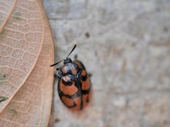 Ogdoecosta biannularis