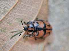 Ogdoecosta biannularis