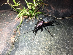 Carabus nankotaizanus