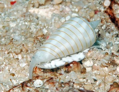Imbricaria conularis observed 2011-04-24