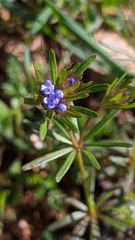 Asperula arvensis