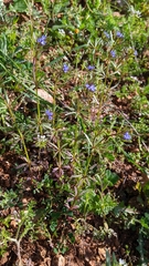 Asperula arvensis