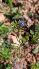 Asperula arvensis