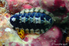Stenoplax petaloides