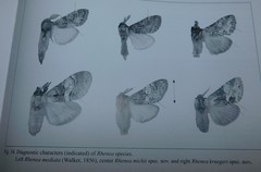 Rhenea kruegeri