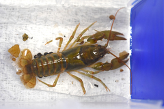 Cambarus howardi