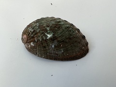 Haliotis virginea