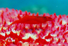 Zenopontonia soror