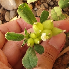 Tripodion tetraphyllum image