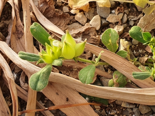 Tripodion tetraphyllum image