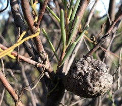 Hakea nodosa