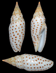Imbricaria fulgetrum