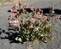 Asclepias macroura