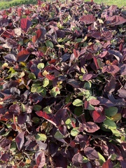 Loropetalum chinense