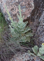 Verbascum rotundifolium