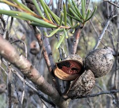 Hakea nodosa